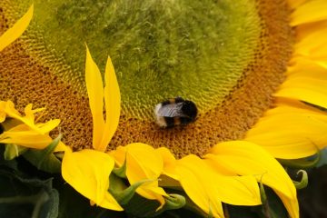 Inhouse – wilde Bienen