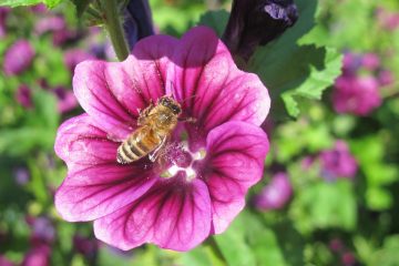 (Wilde) Bienen