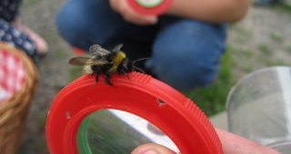 Termin „Honig- und wilde Bienen“ am 23.06.2022